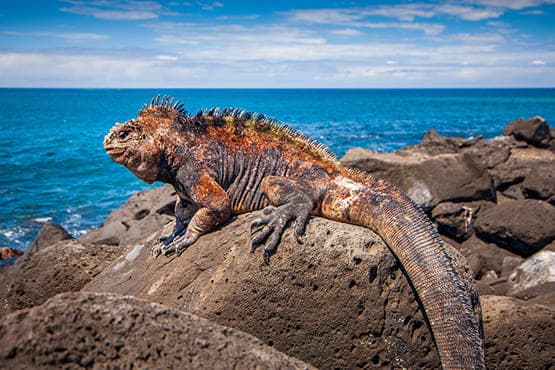 Ecuador Approves Transfer of Galápagos Iguana to Appendix I  in Landmark Move Against Wildlife Trafficking 