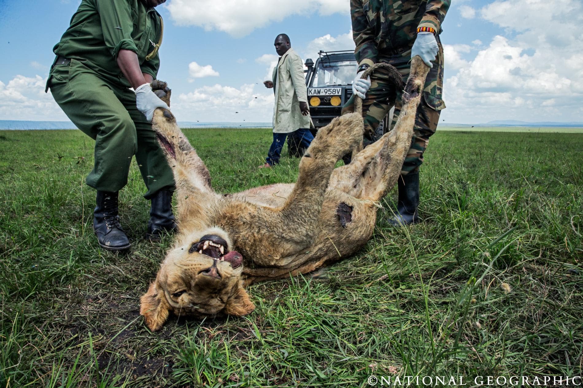 Six Lions, 34 Vultures Die of Poisoned Carcass Near Amboseli National Park