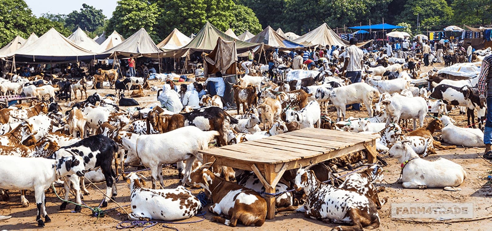 Kenya Accelerates Expansion of Livestock and Product Markets