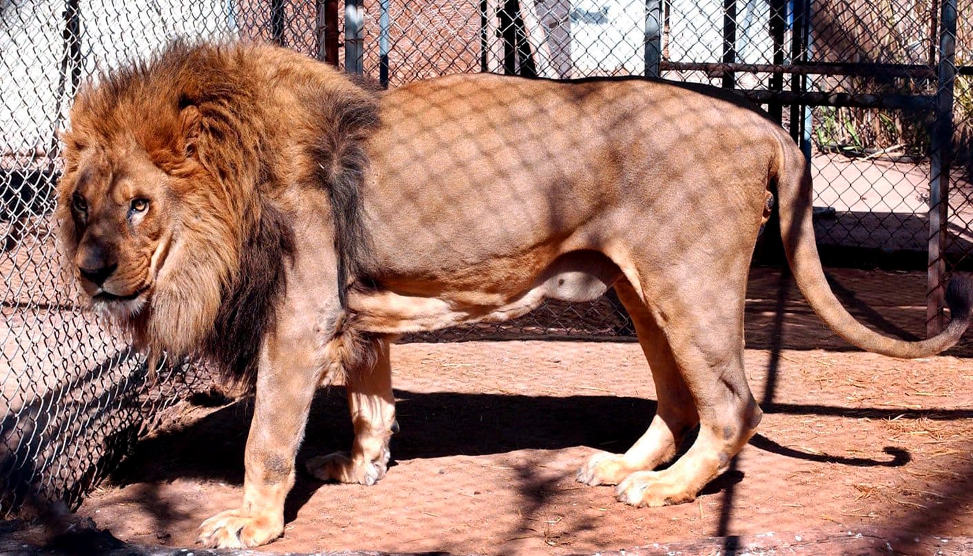 South Africa to Lose 70% Tourists if it Reverses Captive Lion Industry Phase-out